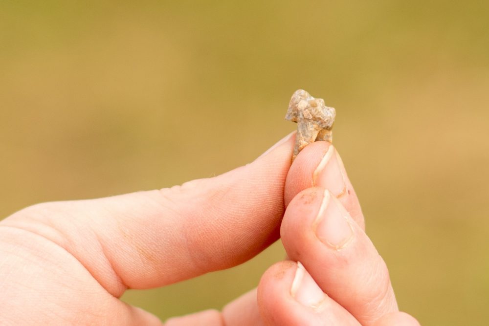 Faunal Remains at the Barnham Palaeolithic Excavations