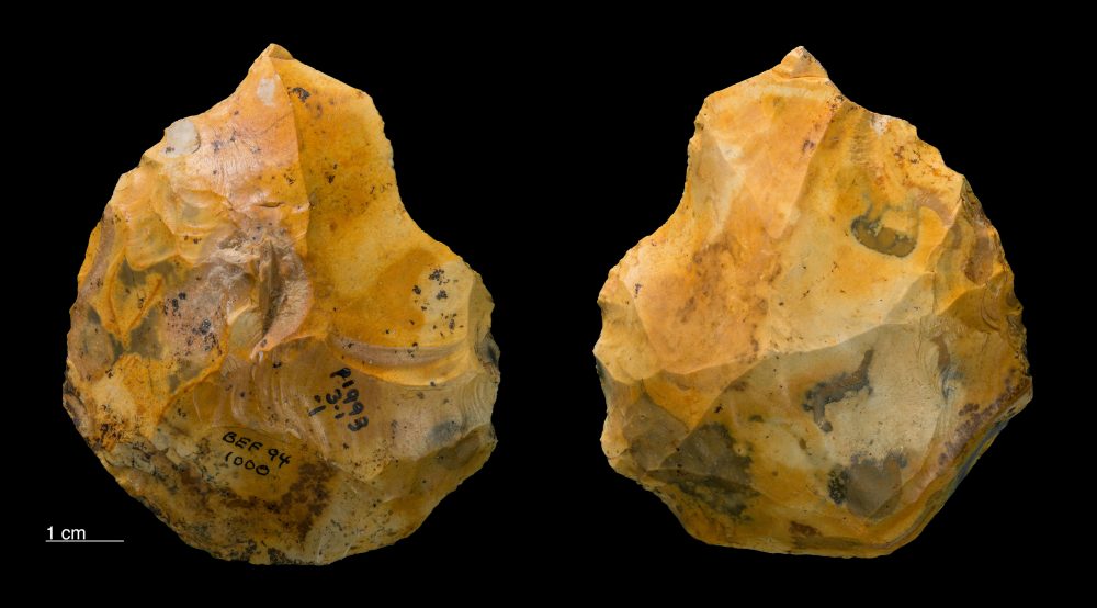 Handaxe found at the Barnham Palaeolithic Excavations